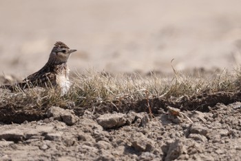 Eurasian Skylark 東の里遊水池(長沼町) Mon, 4/8/2024