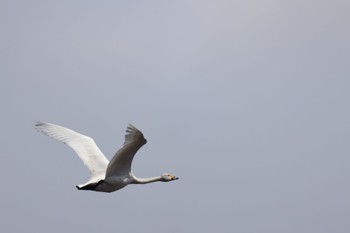 Whooper Swan 東の里遊水池(長沼町) Mon, 4/8/2024