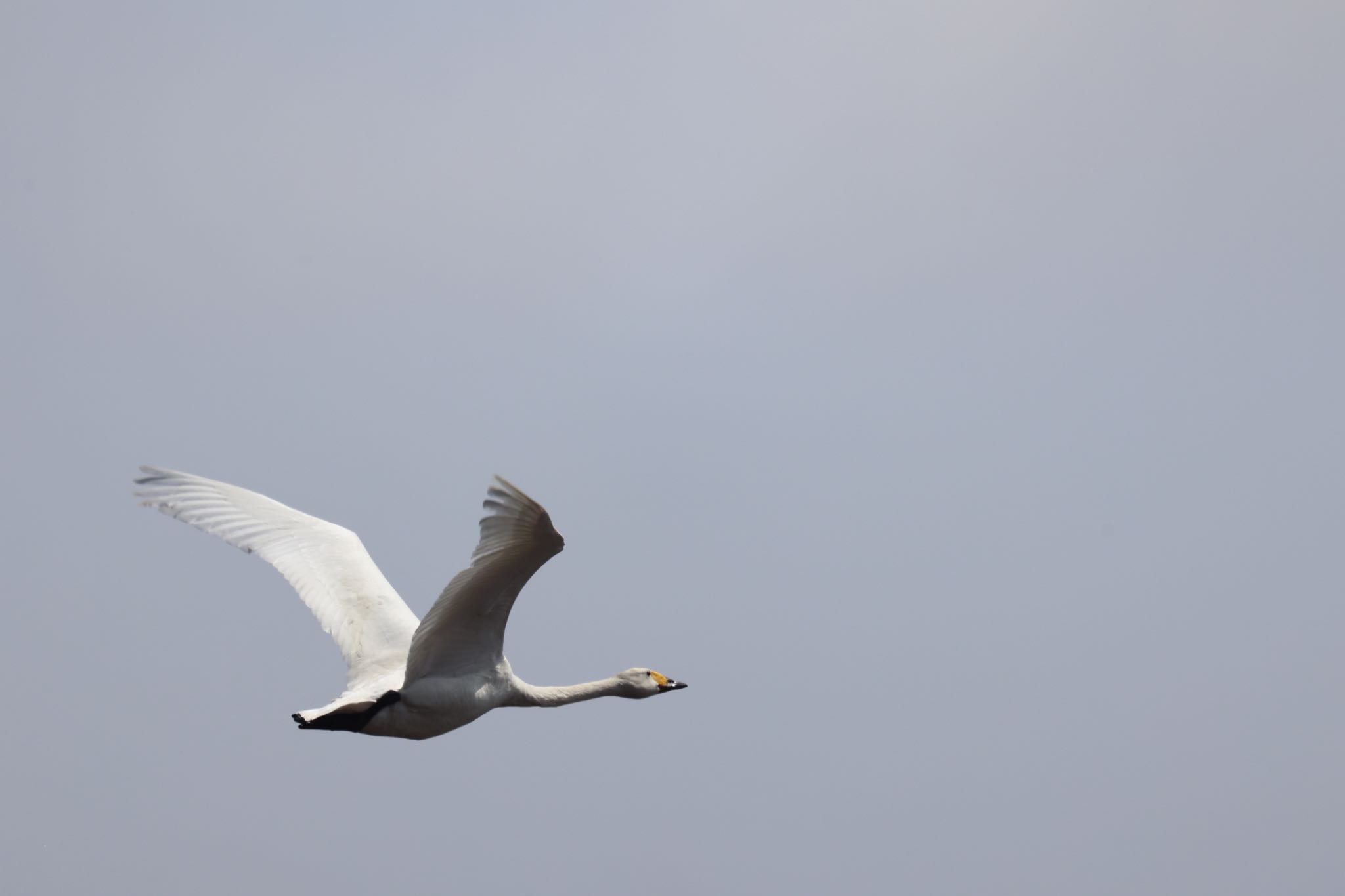 Photo of Whooper Swan at 東の里遊水池(長沼町) by will 73