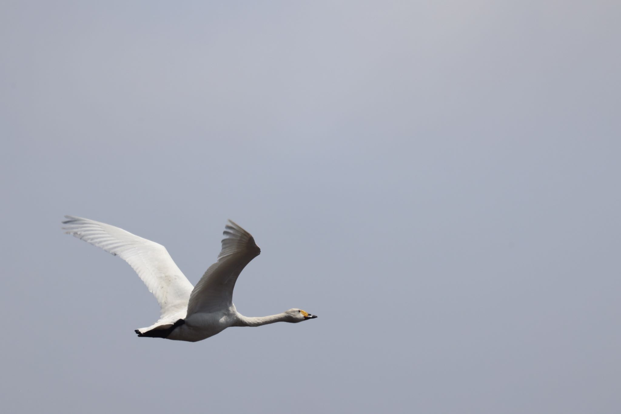 Whooper Swan