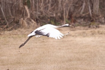 Red-crowned Crane 東の里遊水池(長沼町) Mon, 4/8/2024