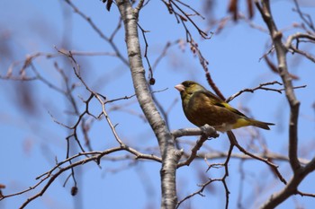 Grey-capped Greenfinch 東の里遊水池(長沼町) Mon, 4/8/2024