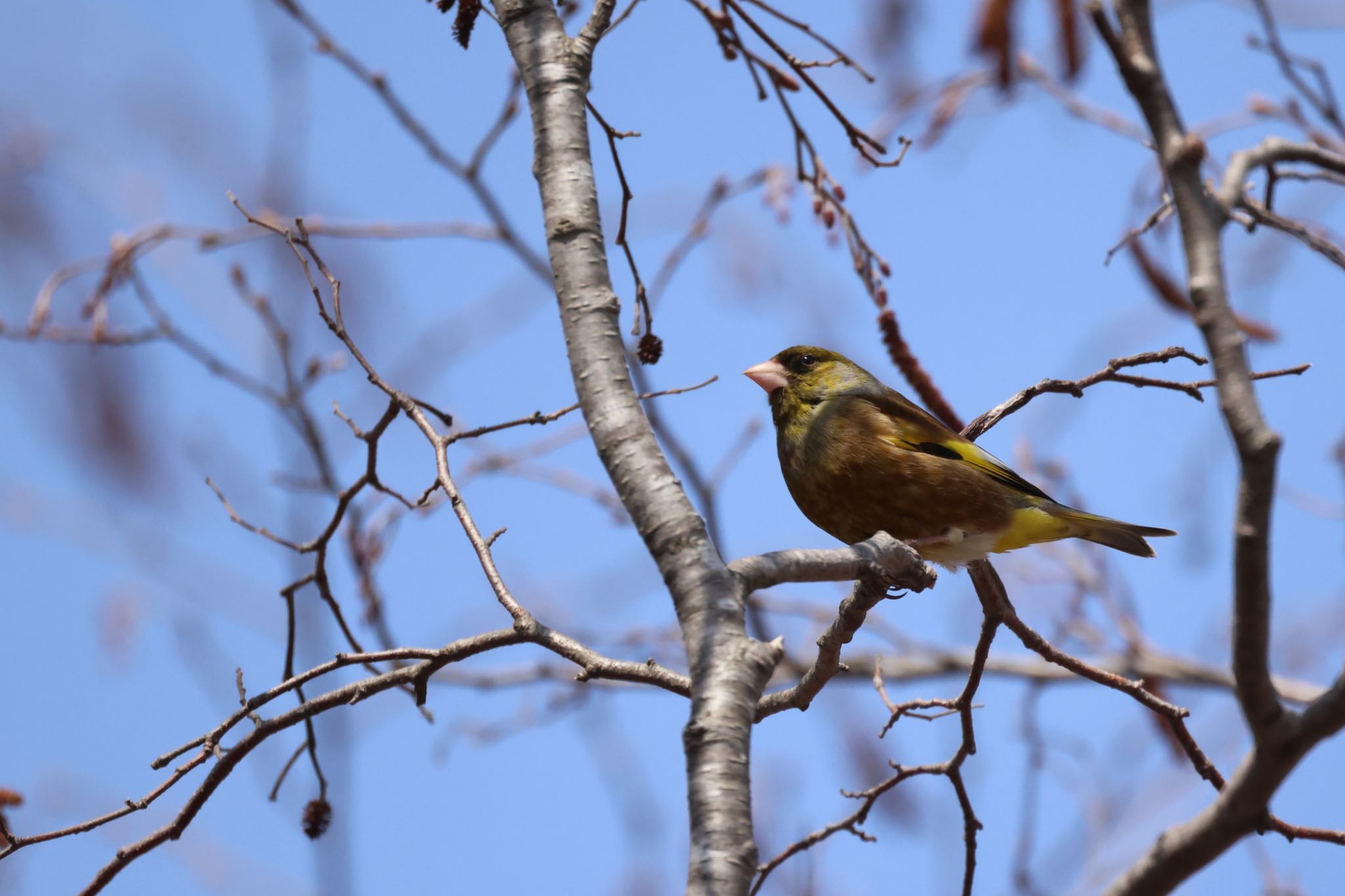 Photo of Grey-capped Greenfinch at 東の里遊水池(長沼町) by will 73