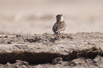 Eurasian Skylark 東の里遊水池(長沼町) Mon, 4/8/2024