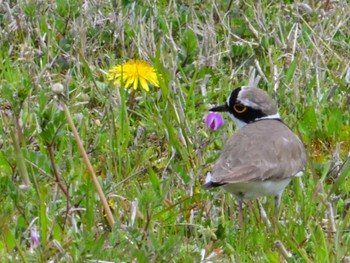 2024年4月6日(土) 平城宮跡の野鳥観察記録