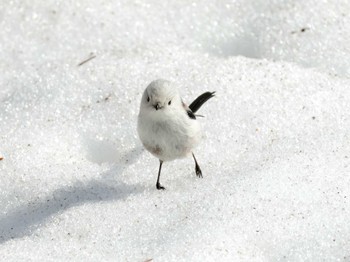 シマエナガ 西岡公園(西岡水源地) 2024年4月7日(日)