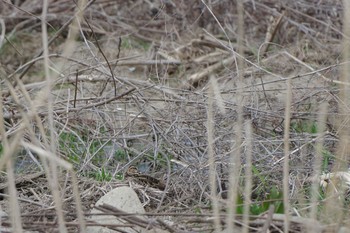 タシギ 山梨県森林公園金川の森(山梨県笛吹市) 2024年3月31日(日)