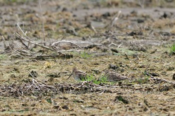 Common Snipe 農村公園(富士吉田市) Sun, 4/7/2024