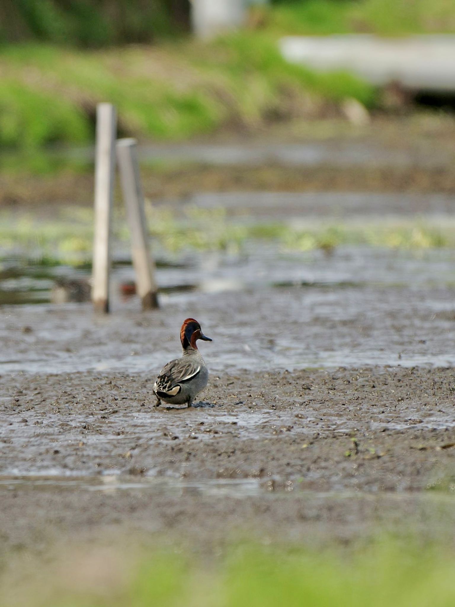 農村公園(富士吉田市) コガモの写真 by 關本 英樹