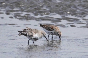 ハマシギ ふなばし三番瀬海浜公園 2024年3月31日(日)