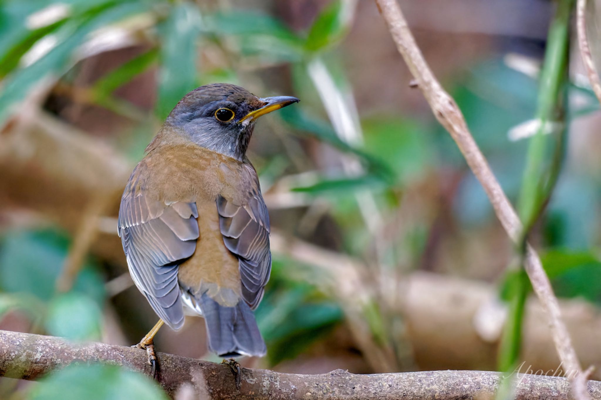 Photo of Pale Thrush at 真鶴岬 by アポちん