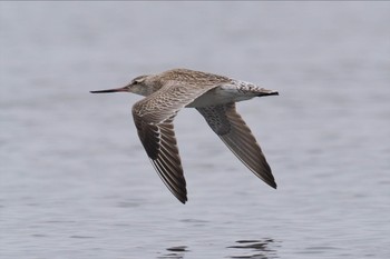 オオソリハシシギ ふなばし三番瀬海浜公園 2024年4月7日(日)