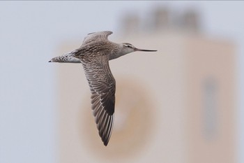 オオソリハシシギ ふなばし三番瀬海浜公園 2024年4月7日(日)