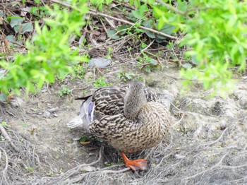 マガモ 静岡県中部 2024年4月8日(月)