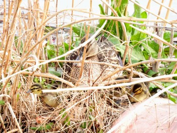 Mallard 静岡県中部 Sat, 4/6/2024