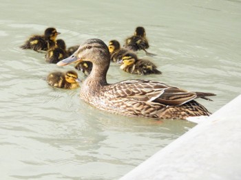 Mallard 静岡県中部 Sat, 4/6/2024