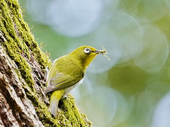 Warbling White-eye 柏市水生水辺公園 Mon, 4/8/2024