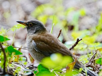 Pale Thrush 柏市水生水辺公園 Mon, 4/8/2024