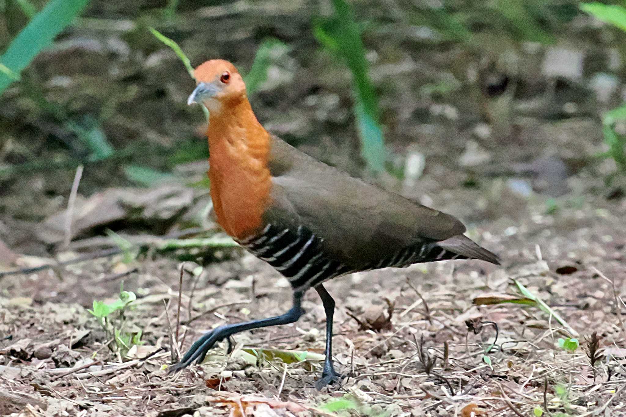 Photo of Slaty-legged Crake at ベトナム by 藤原奏冥