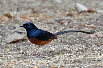 アカハラシキチョウ ベトナム 2024年4月2日(火)