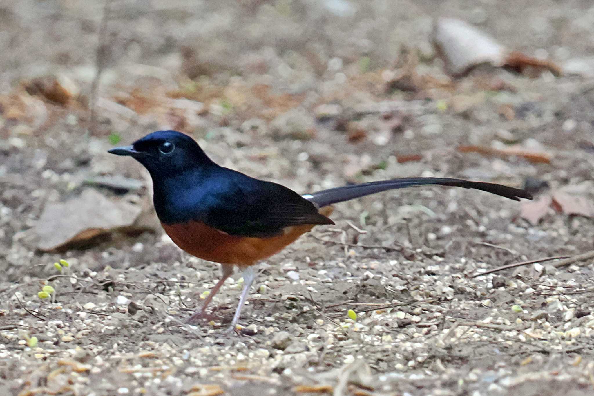 Photo of White-rumped Shama at ベトナム by 藤原奏冥