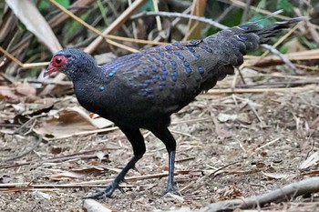 Germain's Peacock-Pheasant ベトナム Tue, 4/2/2024