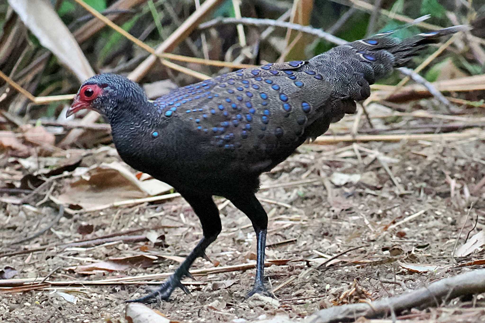 Photo of Germain's Peacock-Pheasant at ベトナム by 藤原奏冥