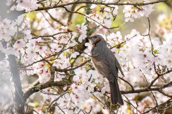 Brown-eared Bulbul 愛知県緑化センター 昭和の森 Sun, 4/7/2024