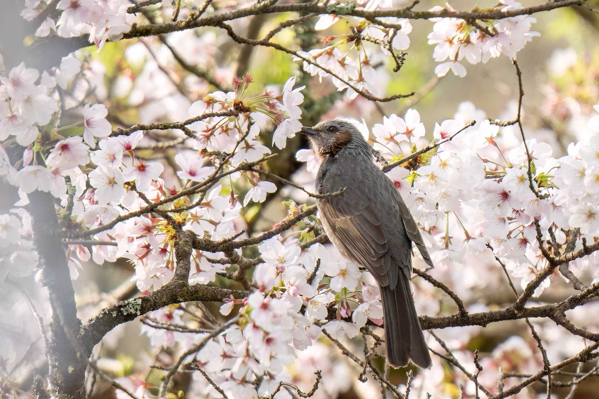 Photo of Brown-eared Bulbul at 愛知県緑化センター 昭和の森 by porco nero