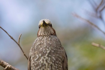 ヒヨドリ 奈良　馬見丘陵公園 2024年3月31日(日)