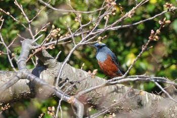 Blue Rock Thrush Unknown Spots Mon, 4/1/2024