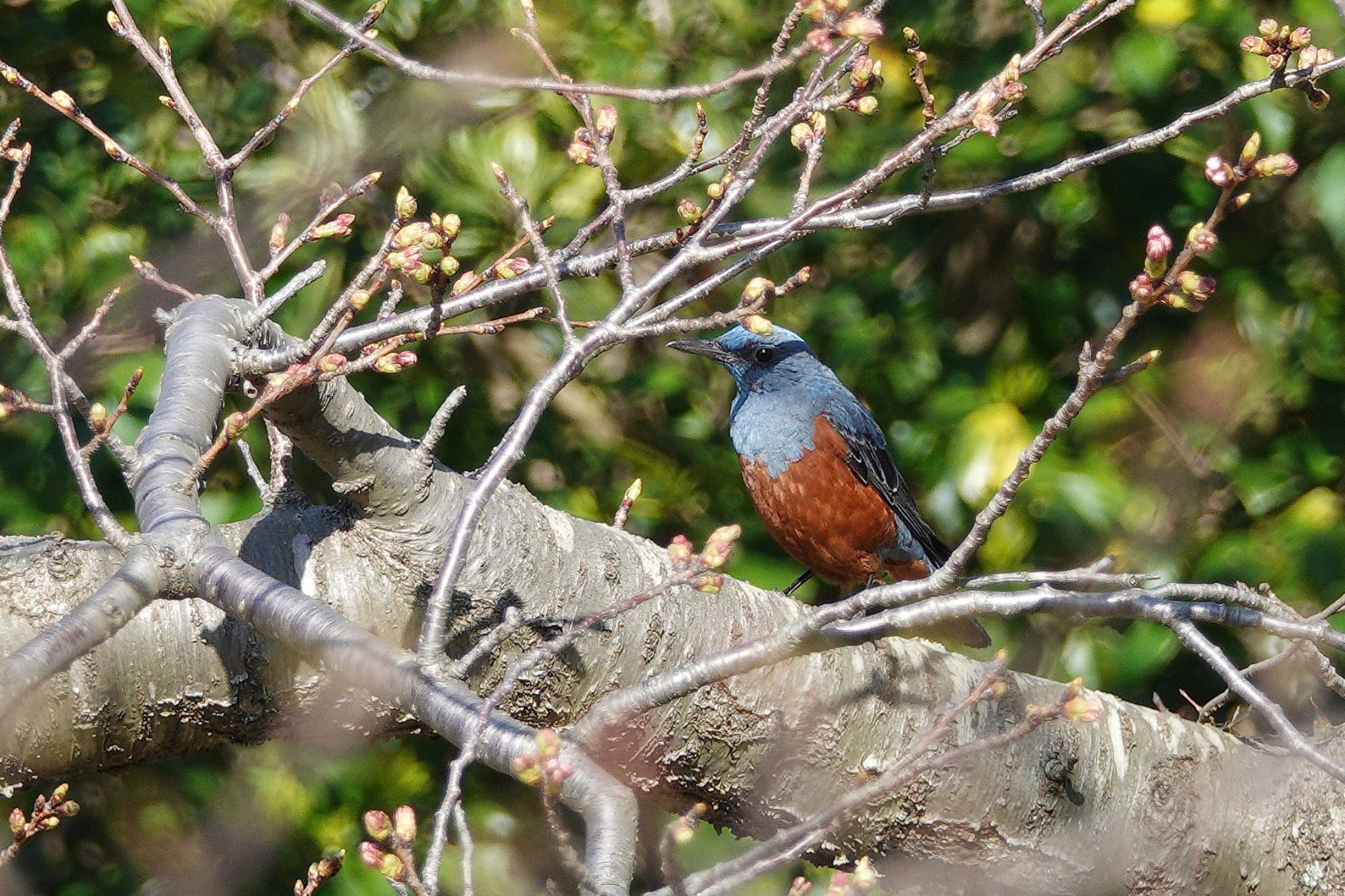 Photo of Blue Rock Thrush at  by のどか
