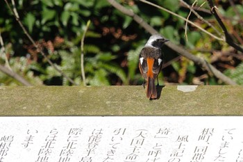 Daurian Redstart Unknown Spots Mon, 4/1/2024