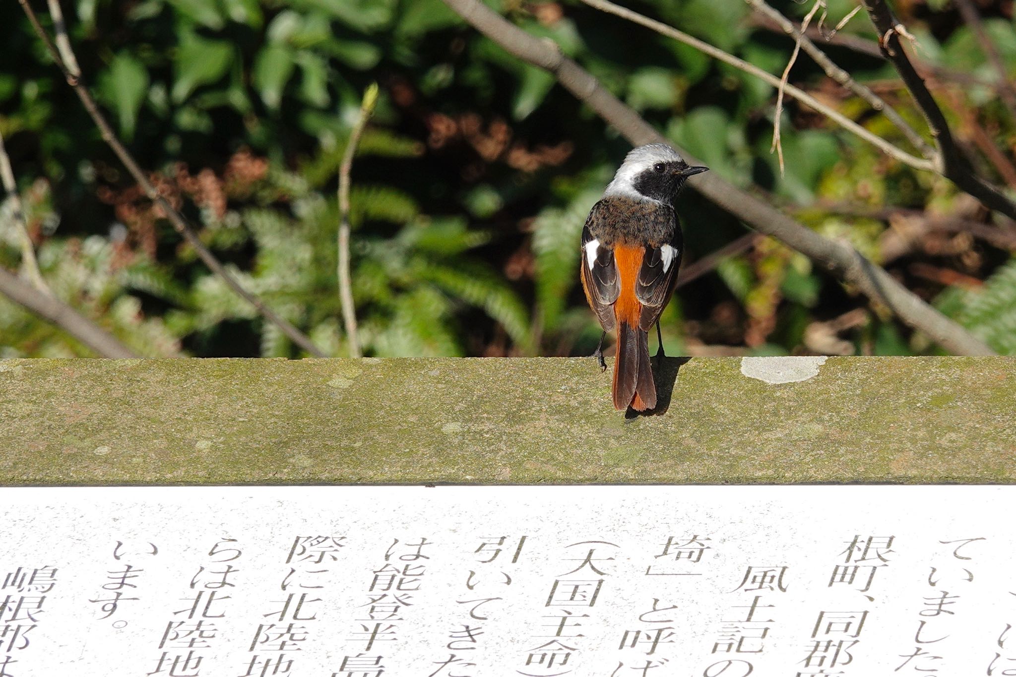 Photo of Daurian Redstart at  by のどか