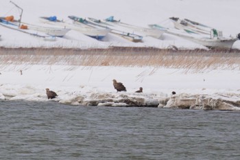 White-tailed Eagle 石狩川 Sat, 3/9/2024