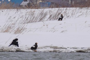 Steller's Sea Eagle 石狩川 Sat, 3/9/2024