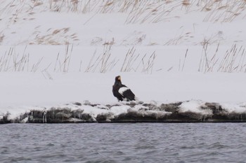 Steller's Sea Eagle 石狩川 Sat, 3/9/2024