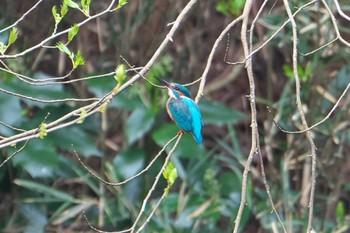 Common Kingfisher 瀬上市民の森 Mon, 4/8/2024