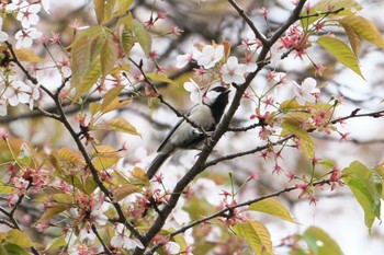 Japanese Tit 瀬上市民の森 Mon, 4/8/2024