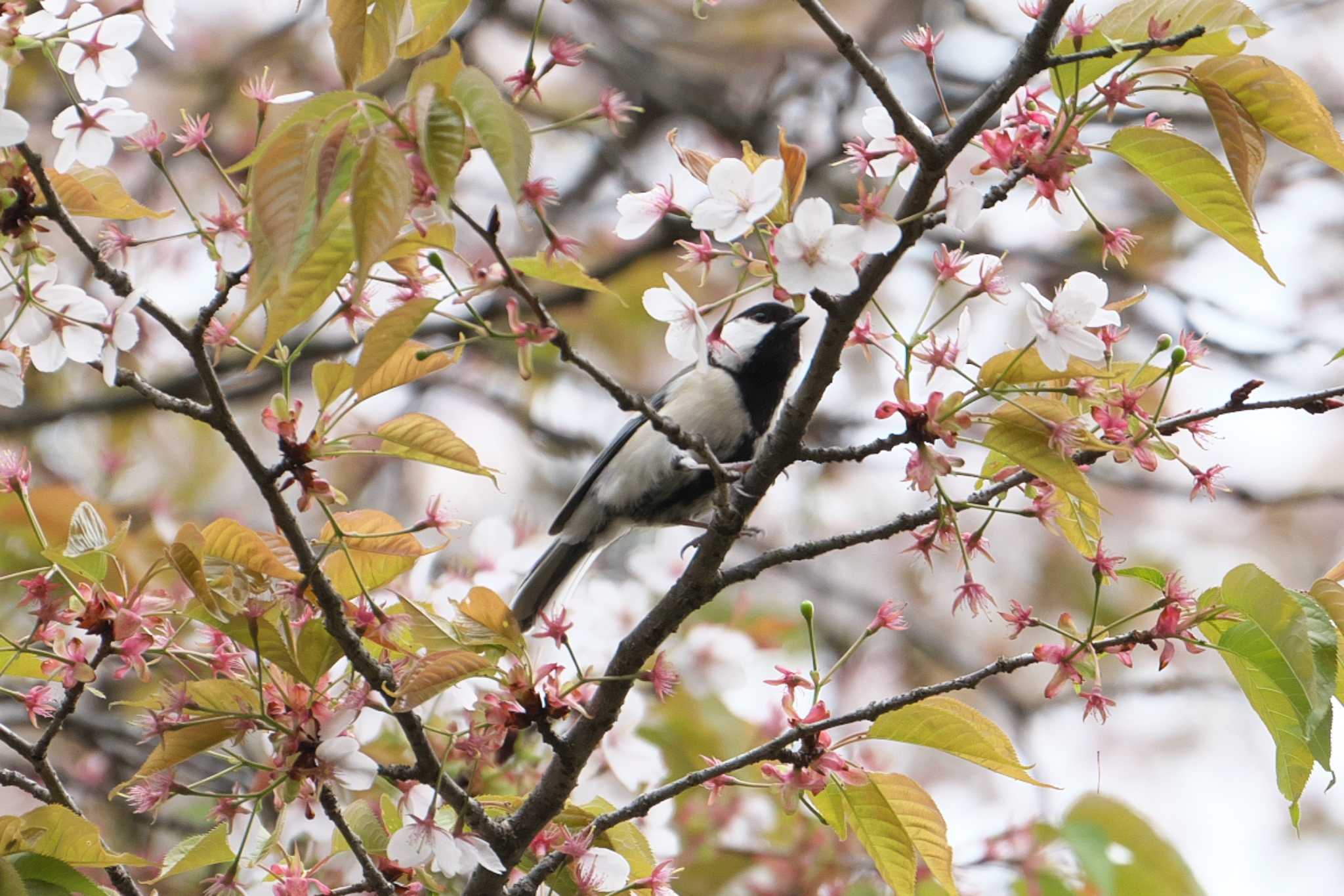 Photo of Japanese Tit at 瀬上市民の森 by Y. Watanabe