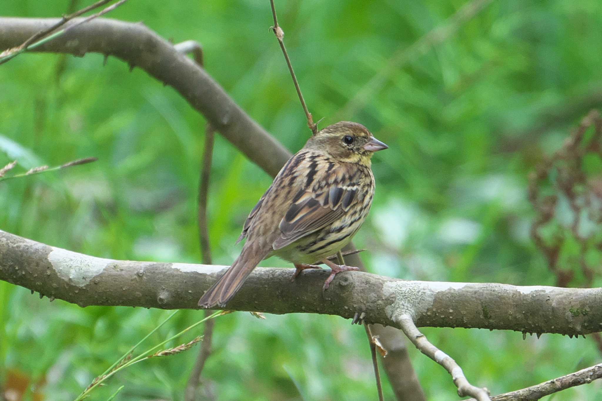 Photo of Masked Bunting at 瀬上市民の森 by Y. Watanabe