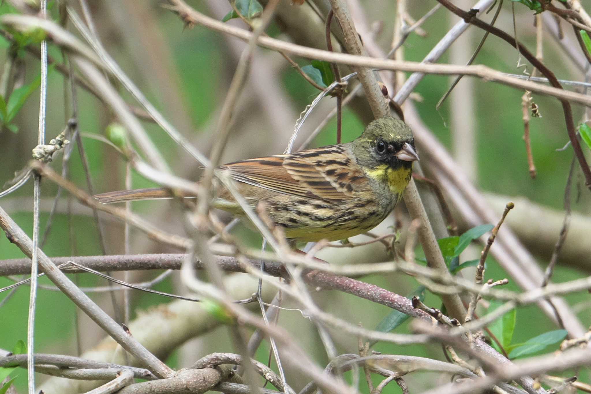 Photo of Masked Bunting at 瀬上市民の森 by Y. Watanabe