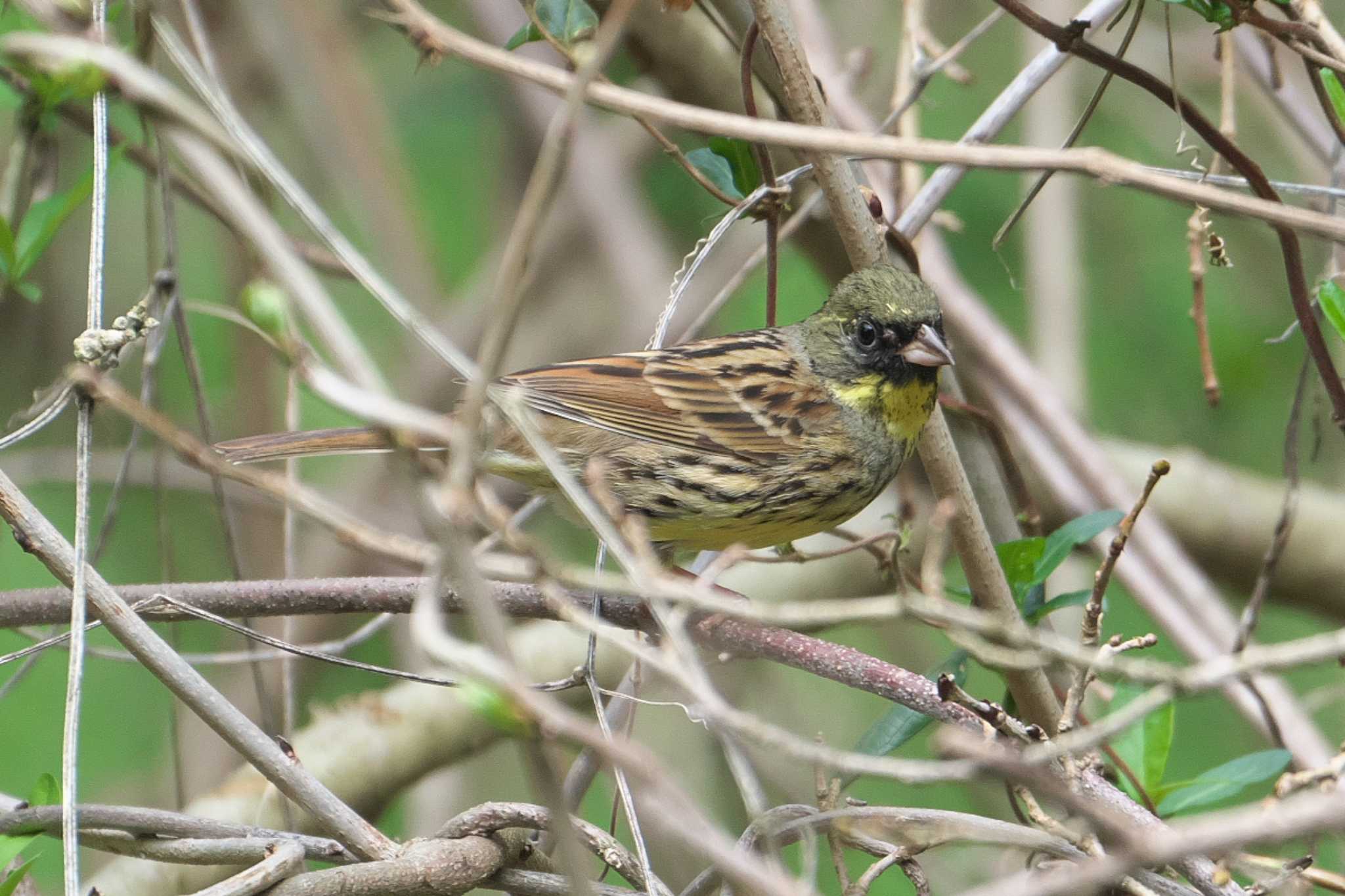 Masked Bunting