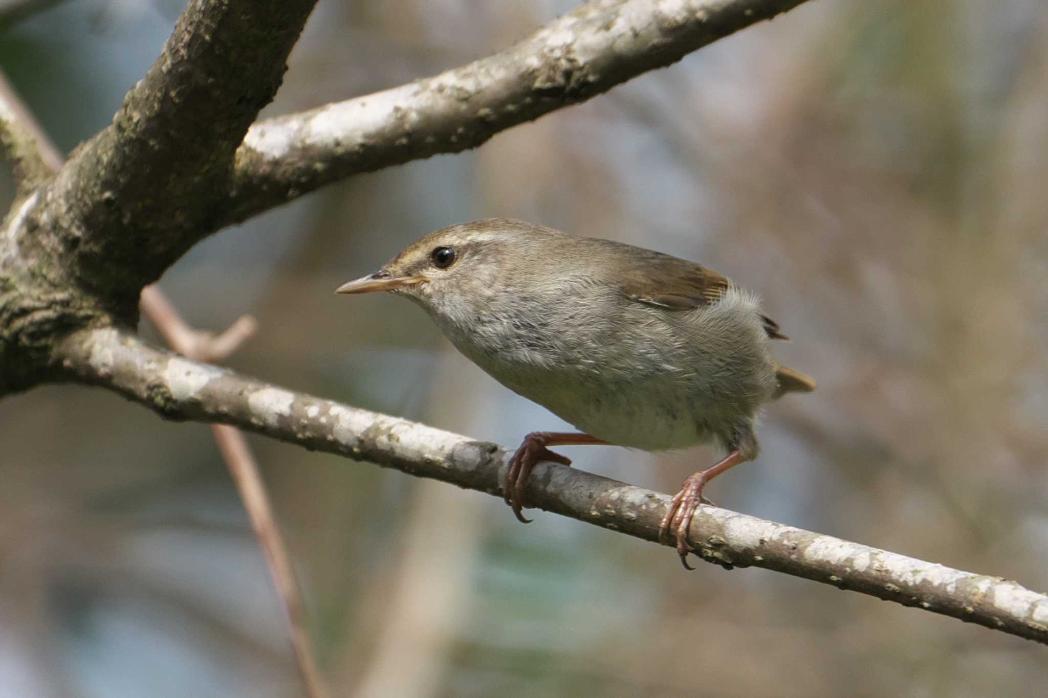 Japanese Bush Warbler