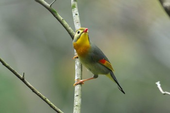 Red-billed Leiothrix 瀬上市民の森 Mon, 4/8/2024