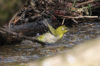 Warbling White-eye 瀬上市民の森 Mon, 4/8/2024