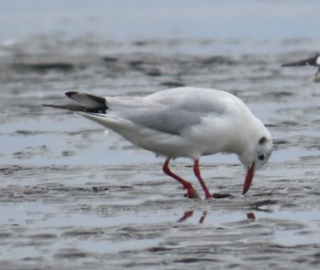 ユリカモメ ふなばし三番瀬海浜公園 2024年4月8日(月)