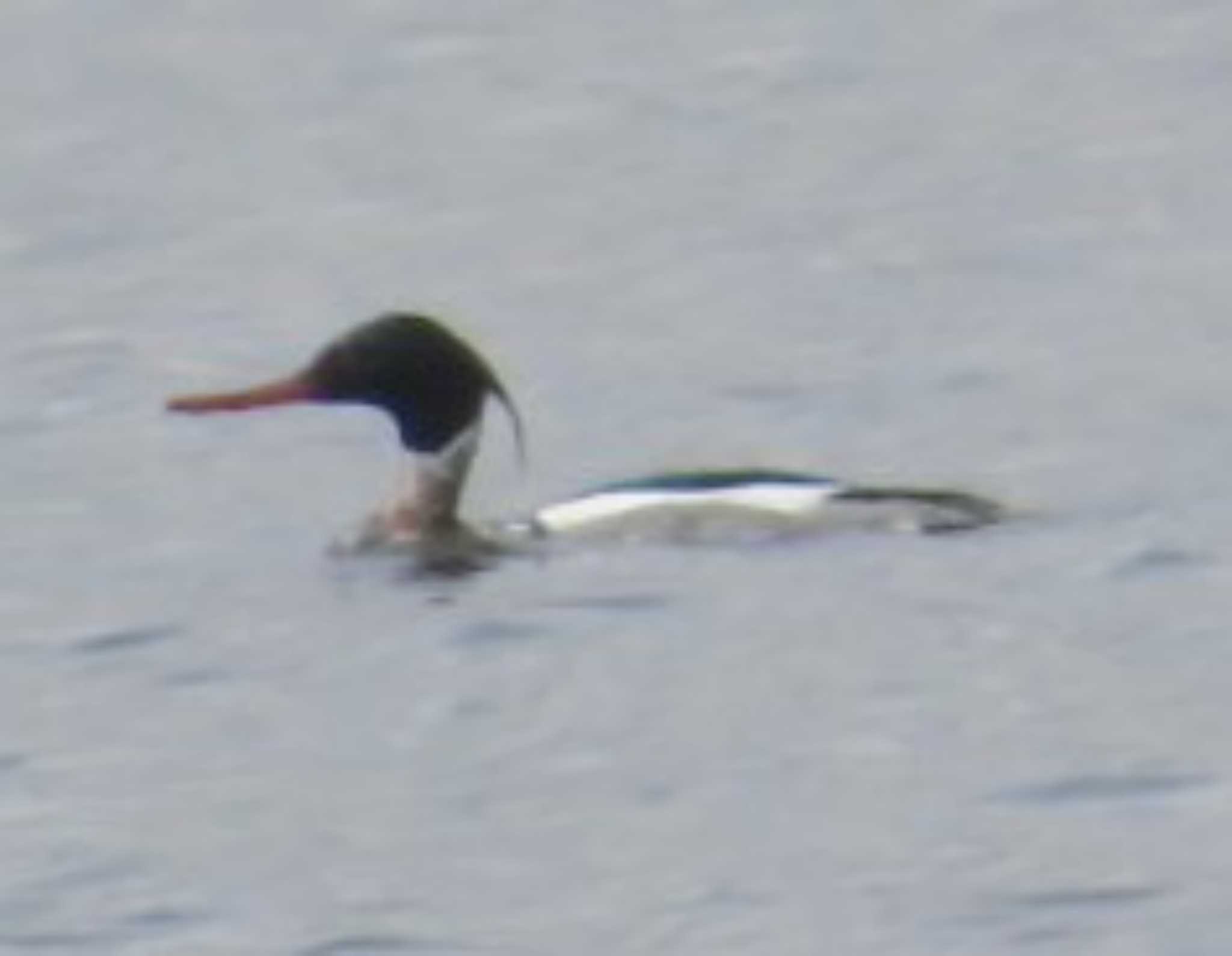 Photo of Red-breasted Merganser at Sambanze Tideland by 生き物好きのY