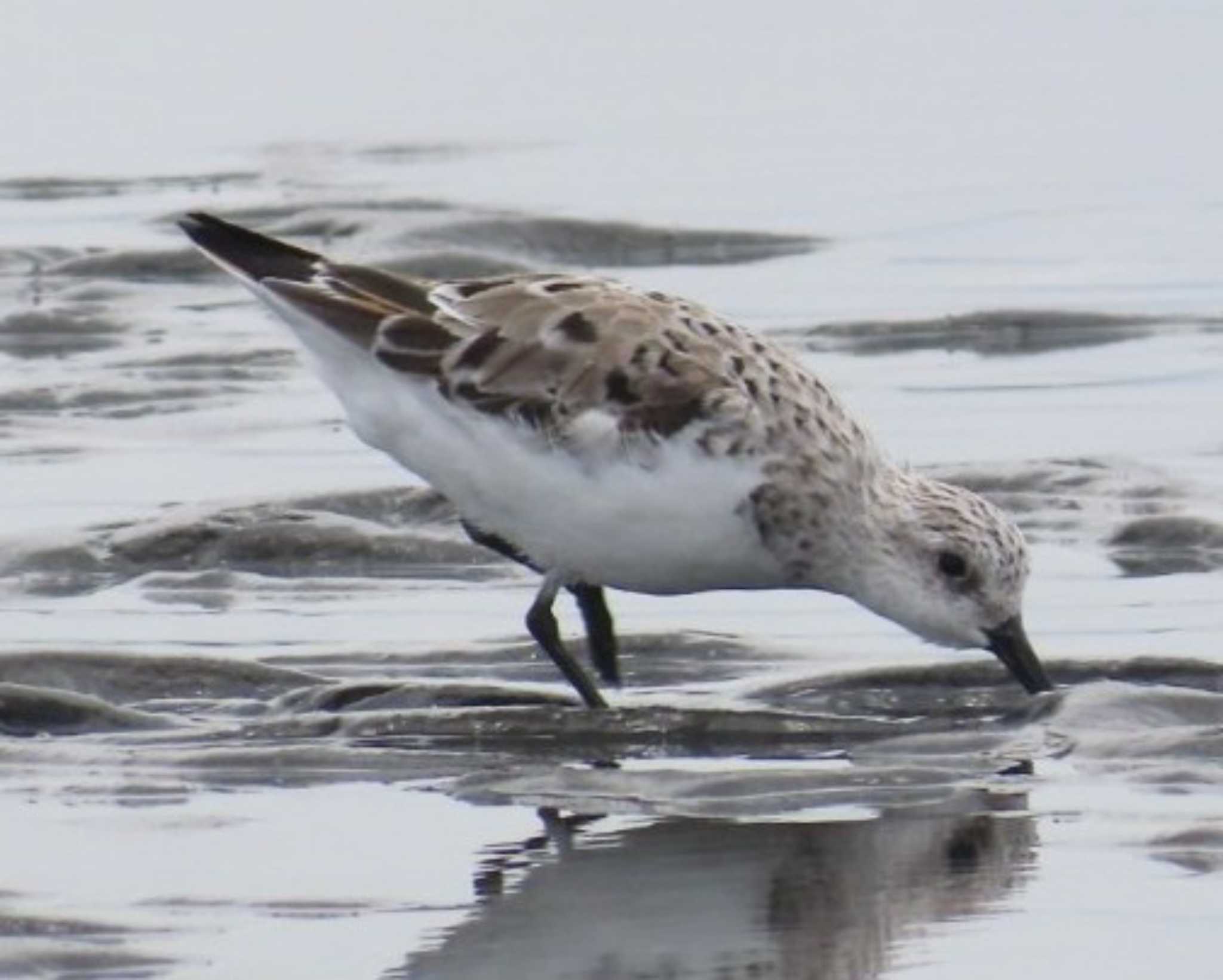 Photo of Sanderling at Sambanze Tideland by 生き物好きのY