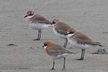 Siberian Sand Plover 御前崎海岸 Fri, 4/5/2024